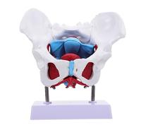 TOPPERFUN 1Pc Female Pelvis Model Anatomical Teaching Aid for Medical Students Flexible Pelvic Muscle Structure for Display and Practice Schools and Hospitals