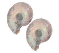 TOPPERFUN 2pcs Natural Ammonite Slices Educational Specimen Models Unique Decor for Collections Ammonite Stone for Display