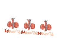 TOPPERFUN 3sets Anatomical Models for Teaching Realistic Human Organ Models Including Brain Heart Stomach and More Educational Tools for Medical Students 8pcs*3