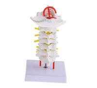 TOPPERFUN Cervical Spine Anatomy Model Human Medical Biology Teaching Tool for Anatomy Classroom and Doctors Office Unbreakable Material with Detailed Intervertebral Discs and for Study and