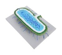 TOPPERFUN Enlarged Animal Cell Model Kit with Nucleus Biology Teaching Tool for Classroom Demonstration DIY Cell Structure Model for Science Education and Study