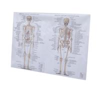 TOPPERFUN Human Anatomy Poster 50x70cm Skeletal and Muscle Diagram Educational Biology Chart Silk Fabric Art for Classroom and Office Decoration
