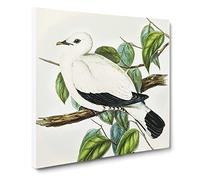 Torres Strait Fruit Pigeon Bird by Elizabeth Gould Canvas Print | Gallery Wrapped 30mm Frame Wall Art | 14x14 inches | Ready to Hang | Retro Animals Picture | Living Room Bedroom Lounge Office