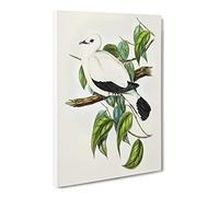Torres Strait Fruit Pigeon Bird By Elizabeth Gould Canvas Print | Gallery Wrapped 30mm Frame Wall Art | 20x14 inches | Ready to Hang | Retro Animals Picture | Living Room Bedroom Lounge Office