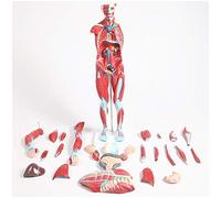 Torso Anatomical Model - Torso Model with Detachable 27 Parts - Human Muscle Anatomy Model - Medical Anatomical Torso Model - for Medical EducationalAid