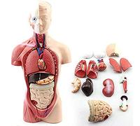 Torso Model, Structure Anatomical Organs Of The Human Body, Models For School Education, Removable Piece For Anatomy, Art, Decoration, Skeleton Model.
