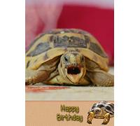 Tortoise Birthday Card