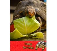 Tortoise Birthday Card