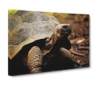 Tortoise Turtle Canvas Print | Gallery Wrapped 30mm Frame Wall Art | 24x16 inches | Ready to Hang | Modern Animals Picture | Living Room Bedroom Lounge Office