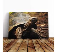 Tortoise Turtle Canvas Print | Gallery Wrapped 30mm Frame Wall Art | 30x20 inches | Ready to Hang | Modern Animals Picture | Living Room Bedroom Lounge Office