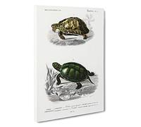 Tortoise & Turtle Illustrations PL. 1 by Charles d' Orbigny Canvas Print | Gallery Wrapped 30mm Frame Wall Art | 30x20 inches | Ready to Hang | Modern Animals Picture | Living Room Lounge Office