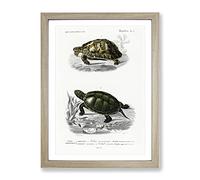 Tortoise & Turtle Illustrations Pl. 1 By Charles D' Orbigny Vintage Framed Wall Art Print, Ready to Hang Picture for Living Room Bedroom Home Office Décor, Oak A4 (34 x 25 cm)