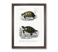 Tortoise & Turtle Illustrations Pl. 1 By Charles D' Orbigny Vintage Framed Wall Art Print, Ready to Hang Picture for Living Room Bedroom Home Office Décor, Walnut A2 (64 x 46 cm)