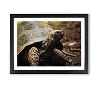 Tortoise Turtle Modern Framed Print | A2 Black Framed Wall Art | Ready to Hang | Modern Animal Picture | Living Room Bedroom Lounge Office