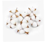 TOSSPER 10pcs Cotton Bolls Natural Color Dried Cotton Balls White Cotton Branch Picks for Wreaths Home Craft Farmhouse Style Decorations