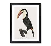 Toucan Bird By Jacques Barraband Vintage Framed Wall Art Print, Ready to Hang Picture for Living Room Bedroom Home Office Décor, Black A2 (64 x 46 cm)