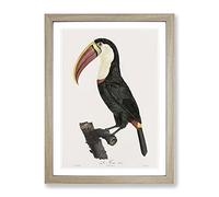 Toucan Bird By Jacques Barraband Vintage Framed Wall Art Print, Ready to Hang Picture for Living Room Bedroom Home Office Décor, Oak A2 (64 x 46 cm)