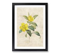 Touch-Me-Not Flowers in Yellow by Pierre-Joseph Redoute Framed Print | A2 Black Framed Wall Art | Ready to Hang | Modern Floral Picture | Living Room Bedroom Lounge Office