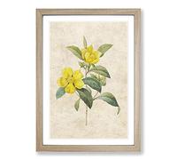 Touch-Me-Not Flowers in Yellow by Pierre-Joseph Redoute Framed Print | A2 Oak Framed Wall Art | Ready to Hang | Modern Floral Picture | Living Room Bedroom Lounge Office