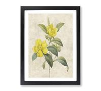 Touch Me Not Flowers In Yellow By Pierre Joseph Redoute Vintage Framed Print | A4 Black Framed Wall Art | Ready to Hang | Classic Floral Picture | Living Room Bedroom Lounge Office