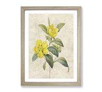 Touch Me Not Flowers In Yellow By Pierre Joseph Redoute Vintage Framed Print | A4 Oak Framed Wall Art | Ready to Hang | Classic Floral Picture | Living Room Bedroom Lounge Office