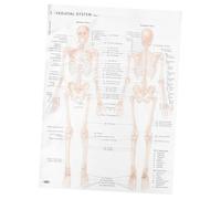 TOVINANNA Anatomical Skeletal Structure Poster 50X70Cm Sturdy Silk Fabric Human Muscle Chart for Students and Science Classrooms