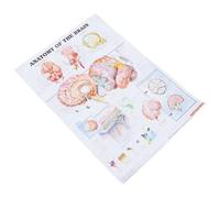 TOVINANNA Human Brain Poster Anatomical Chart on Canvas for Classroom or School Use, Easy to Read Teaching Tool, Brain Anatomy Educational Poster