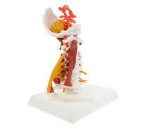 TOVINANNA Human Cervical Vertebra Model Pvc Portable Design Easy to Use White Cervical Spine Anatomy Model for Medical Field Education