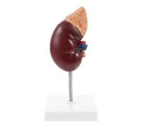 TOVINANNA Human Kidney Model with Adrenal Gland, Life-size 1:1 Plastic Anatomical Model for Study, Teaching Aid with Removable 2 Parts, Mounted on Stand, for Schools and Physical Health