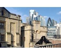 Tower of London and Tower Bridge Private Tour
