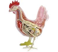 Toy Animal Chicken Organ Anatomy Medical Teaching Model Skeleton Model Anatomy Model Assembly Ional Model Anatomical Chicken Model Detachable 32 Parts Scientific Anatomical Animal Model