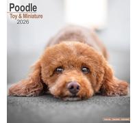 Toy & Miniature Poodle 2026 Calendar | Square Wall Calendar | Dog Breed Gift | Plastic Free Packaging | by Avonside Publishing