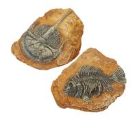 TOYANDONA 2Pcs Resin Fossil Terrarium Decors Multi-functional Reptile Box Landscape for Lizards Spiders Hamsters Stain Resistant Lightweight Crawl Habitat Accessories for Home