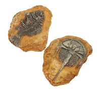 TOYANDONA 2Pcs Snake Box Ornaments Decorative Fossil Decor for Terrarium Creative Simulation Design for Reptile Environments Safe Durable for Turtles Lizards Frogs