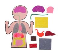 TOYANDONA 3 Sets DIY Human Organs Model Educational for Interactive Anatomy Learning Kits Lightweight Materials Cognitive Teaching Aids for Parent Fun and Science Exploration
