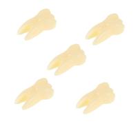 TOYANDONA 5pcs Realistic Teeth Model for Learning and Display Vivid Simulation Toy for Education and for Teaching Oral Care Concepts