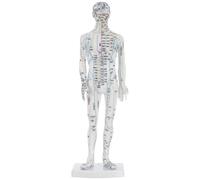 TOYANDONA Acupuncture Display Model Human Simulation Model Meridian Learning with Realistic Body Simulation and Precise Acupoint Markings Anatomical Teaching Aid for Home Clinics