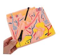 TOYANDONA Human Skin Anatomy Model Portable Skin Teaching Aid for Science Classroom and Medical Education Displaying Essential Layers for Biology Study