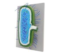 TOYANDONA Microbial Model Cell Model for Teaching Biology Supplies for Anatomy Figure and Microbiology Study