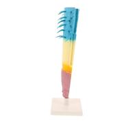 TOYANDONA Root Longitudinal Section Model Corn Plant Root Anatomy Educational Botanical Anatomy Demonstration Tool for Biology Students and Teachers Classroom Use