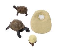Toyvian 1 Set Cognitive Model of Life Children’s Toys Models Childrens Toys Early Life Cycle of a Turtle Kids Decor Simulation Cycle Model Kids Cognitive Playthings Frog