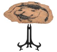 Toyvian 1 Set Dinosaur Fossil Decoration Simulated Dinosaur Specimen Ornament for Geology Paleontology Education Home Office Display Engaging Models
