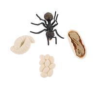 Toyvian 1 set Imitation Ant Growth Cycle Model Educational Ant Figures for Natural Science Learning Cognitive Development Home Decor Teaching Tools Safe and