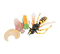 Toyvian 1Set Wasp Growth Cycle Model Creative Simulation Evolution Figures for Learning Educational Animal Display Model for Exploring Nature and Understanding Life