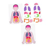 Toyvian 2 Sets Human Organs Models DIY Teaching Aids for Educational Fun Learning Body Parts Puzzle for Stem Science Development