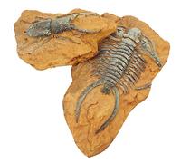 Toyvian 2Pcs Decorative Terrarium Decors Realistic Trilobite Fossil Simulation Box Ornaments for Reptile Enclosure Lightweight Durable Resin Landscape Accents for Home Decor