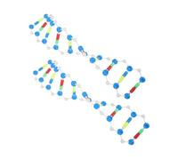 Toyvian 2pcs Dna Double Helix Structure Models Educational Genetics Learning Kit for Biology Teaching Human Genes Components Science Tool for High School and University Courses