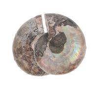 Toyvian 2Pcs Natural Ammonite Pendant with Moonstone for Biology Education and Feng Shui Decor Madagascar Natural Stones Unique Geological Specimen for Adults