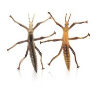Toyvian 2Pcs Simulation Stick Insects Models Educational Insect Recognition for Early Learning Biological Cognition Teaching Aids