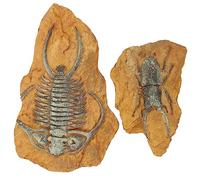 Toyvian 2Pcs Trilobite Fossil Decor Realistic Ancient Creature Reptile Box Landscape Decoration for Terrarium and Home Decor